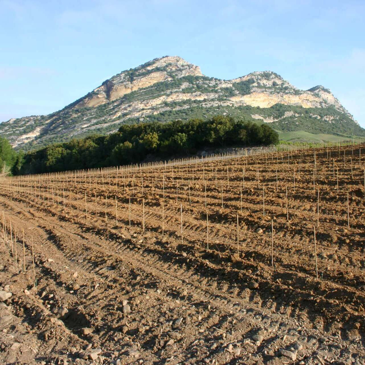 Domaine Clos signadore
