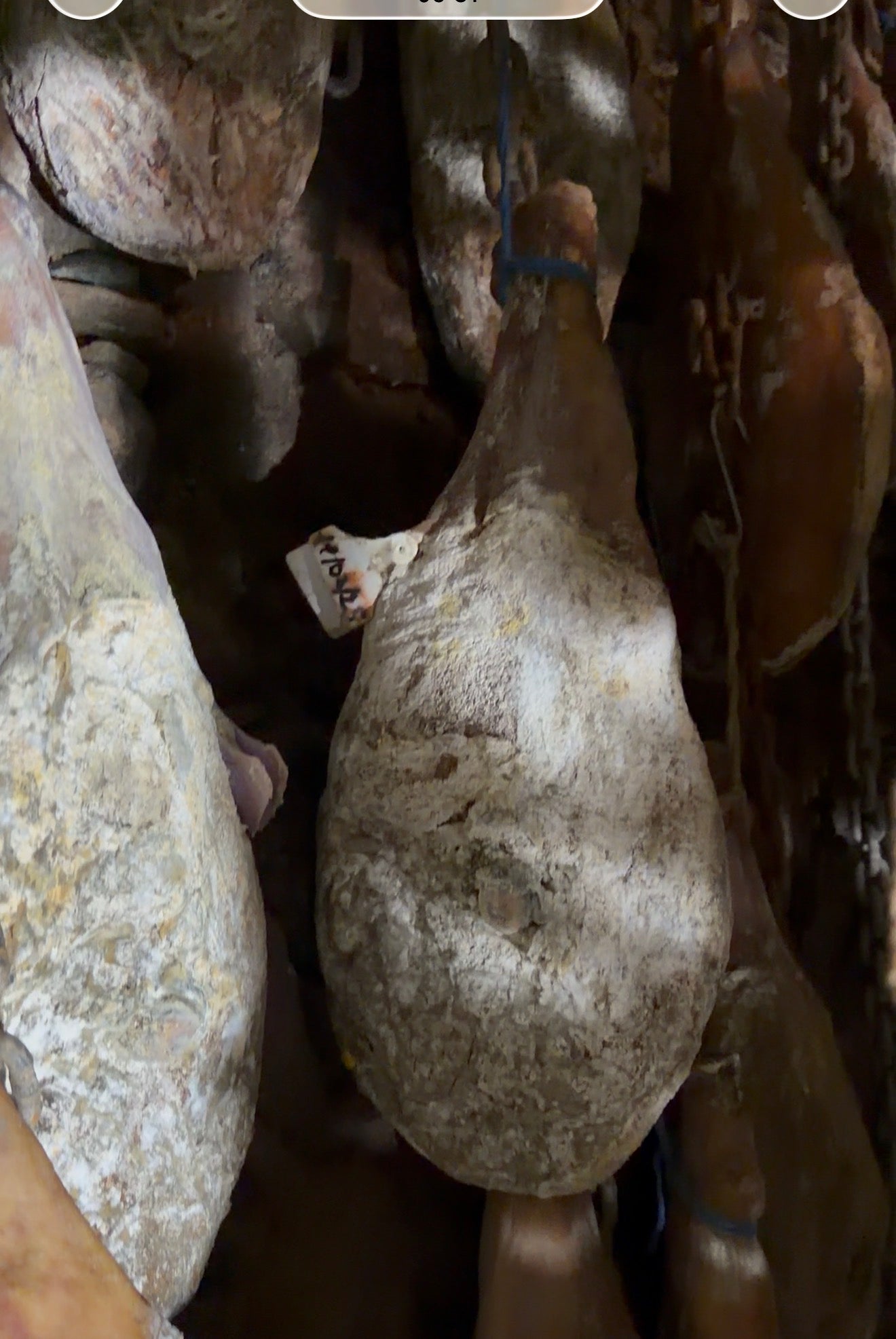 prisuttu  AOP Camille Belgodere