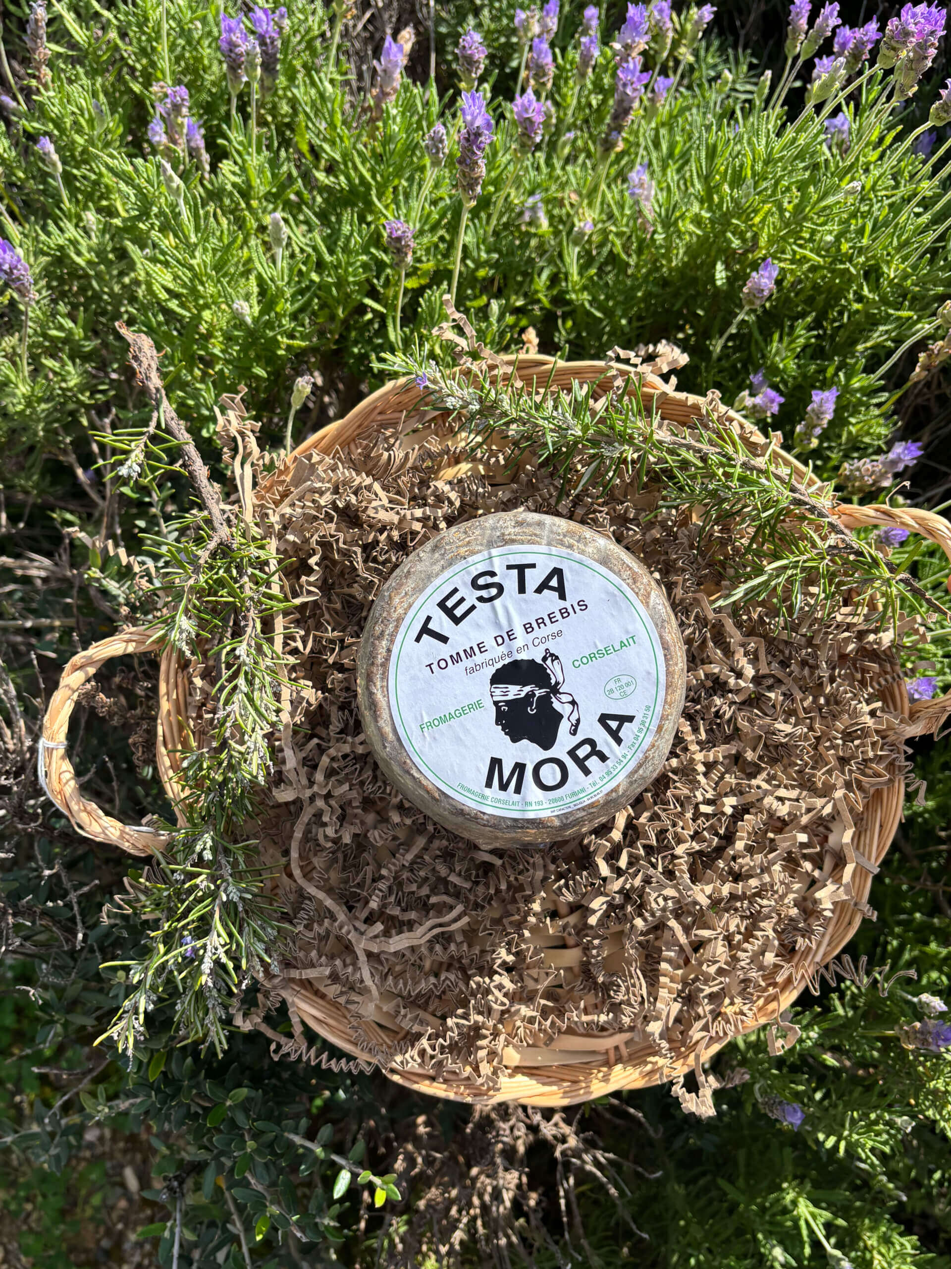 Testa mora tome de brebis